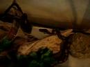 twiz the lockpicking python strangling a mouse