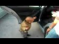 Ver Vídeo
