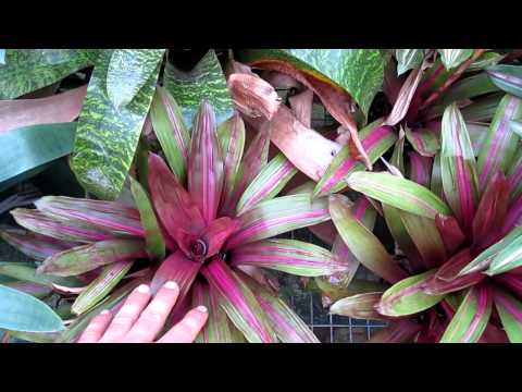 how to care for bromeliad vriesea