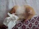 kleenex