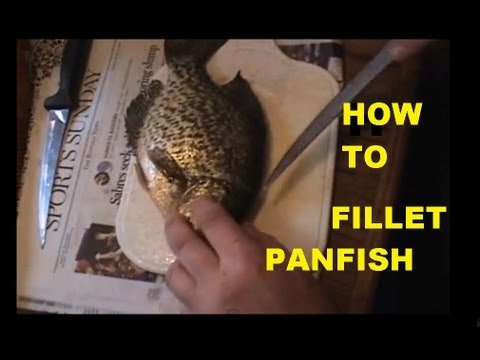 HOW TO FILLET PANFISH