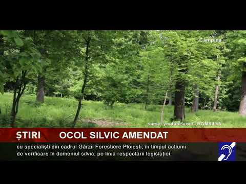 Ocolul Silvic Câmpina, amendat pentru încălcarea legii în domeniul silvic