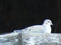 Mourning Dove and an Oregonian Junco II
