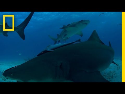 shark