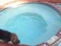 Bloodhound video