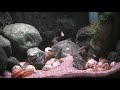 Neolamprologus Multifasciatus feeding time