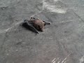 batmen