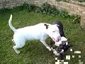 english bull terriers playing