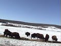 Buffalo.wmv
