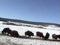 videos de Buffalo.wmv