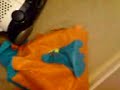 nermal in a bag
