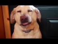 El Perro Culpable