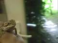 Tame Bearded Dragon 3