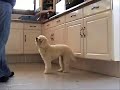 Como ense�arle a tu perro a girar.