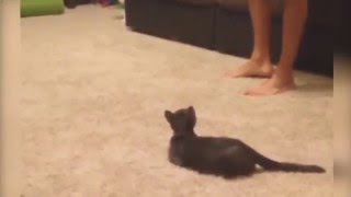 i gatti sono timidi?