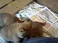 Shiba inu young mommy \ Shiba inu young mommy \