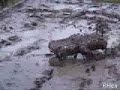 Rhex Robot