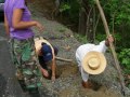 Azuero, Educacion Ambiental por la proteccion de los monos