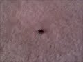 glamour is my only weapon (against spiders)