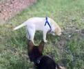MELZO 2 CUCCIOLI CRESCONO MELZO 2 CUCCIOLI CRESCONO