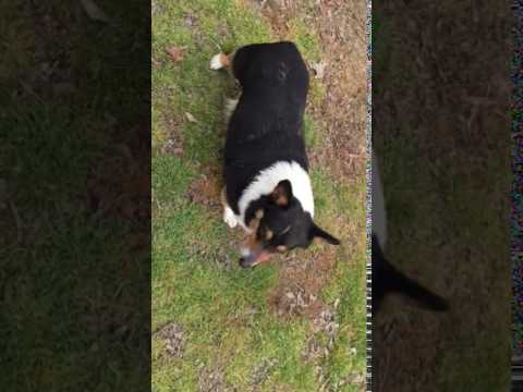 AKC Spayed Black Headed Tri Female Five Years Old