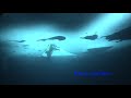 Sukellus jään alle (Ice diving in Finland, ice covered lake)