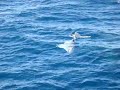 Whale Watching Redcliffe Ballenato y Ballena