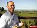 Ornellaia, Bolgheri Beauty l Wine Spectator