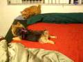 Twix and Twizzler Antics - part3