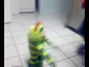 Adam Dancing with Brobee!! Adam Dancing with Brobee!!