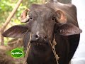 Success story of Dairy farming (buffalo and cow) by a Young entrepreneur