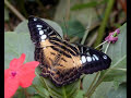 vals de las mariposas