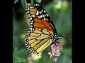 Vals de las mariposas