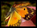 vals de las mariposas