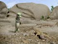 The Geico Gecko farts once again.