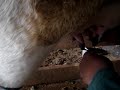 Mastite clinica - teste caneca telada - mastitis Mastitis