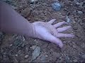 guy sticks hand in fire ant mound for 30 seconds guy sticks hand in fire ant mound for 30 seconds