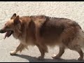 Paseo por el balneario con mi perro Paseo por el balneario con mi perro