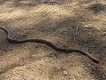Western Brown Snake, Pseudonaja nuchalis