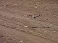 Western Brown Snake, Pseudonaja nuchalis