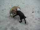 Riley and Bailey 2 Labs playing in the snow