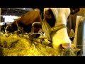 Les vaches sont arrivées à Paris... au Salon de l'Agriculture 2011.