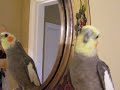 Pretty Bird Whistling