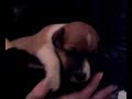 Pepito 21 gg video2