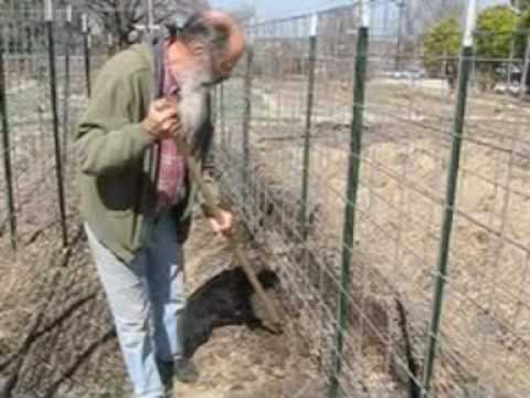 how to grow sugar snap peas on a trellis