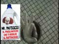 ..mister pasticcio