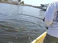 Pescando tarpon parte 2