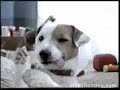 anuncio perro pancho la primitiva anuncio perro pancho la primitiva
