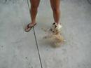 Chewy and His Figure 8 Dog Trick