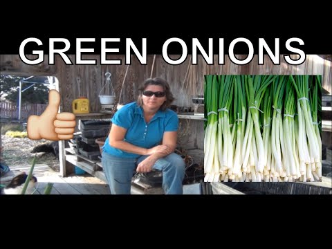 how to transplant green onions